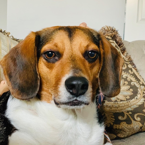 Meet your Posher, Thomas - Picture 1 of 1